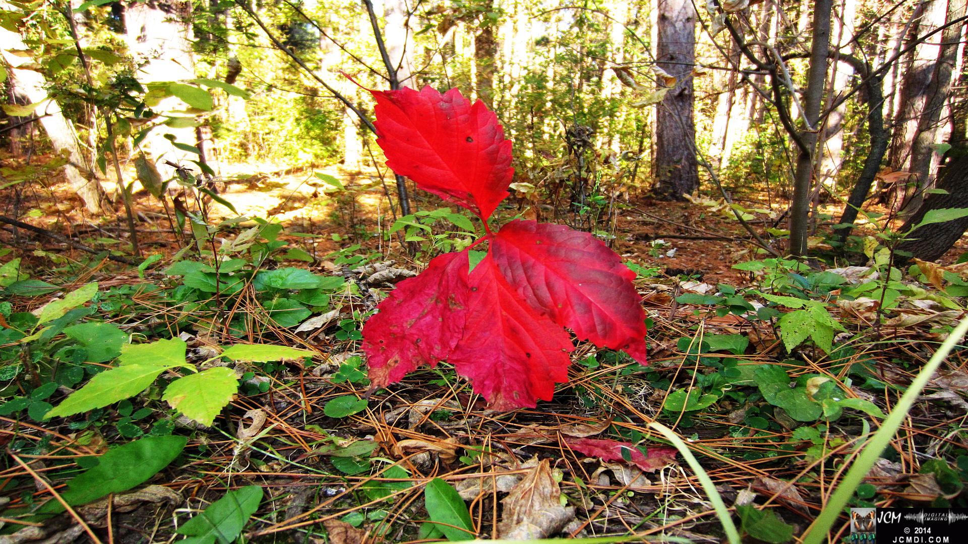 Minnesota Woods first signs of fall - red leaves in forest